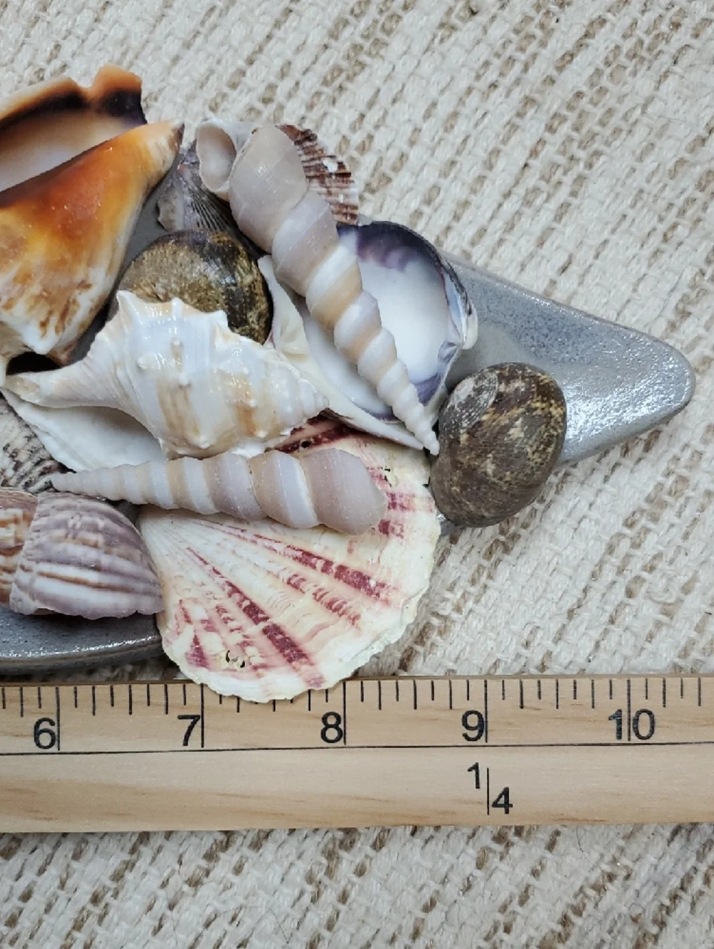 Natural Seashell Collection On Decorative Tray Beach Coastal
